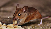 24 Hour & Emergency Exterminators in Leesport, PA